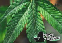 Grapes and Cream strain marihuana: Opiniones y Efectos