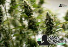 Gumbo strain marihuana: Opiniones y Efectos