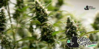 Gumbo strain marihuana: Opiniones y Efectos