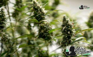 Gumbo strain marihuana: Opiniones y Efectos