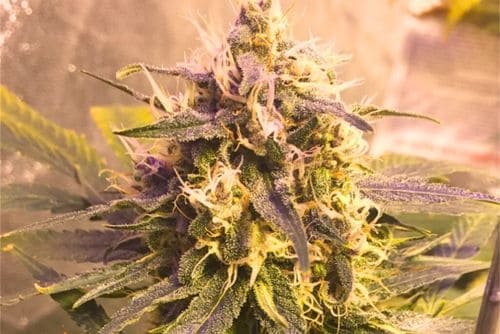 Jelly Donut strain