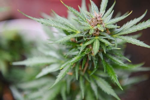 Jelly Donut strain