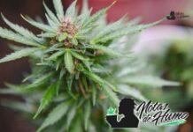 Jelly Donut strain