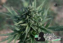 Mac V2 strain marihuana: Opiniones y Efectos