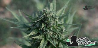 Mac V2 strain marihuana: Opiniones y Efectos