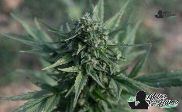 Mac V2 strain marihuana: Opiniones y Efectos