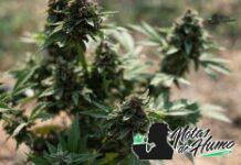 Master Kush strain marihuana: Opiniones y Efectos Master Kush strain