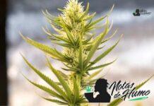 NYC Diesel Strain marihuana: Opiniones y Efectos NYC Diesel strain
