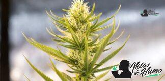 NYC Diesel Strain marihuana: Opiniones y Efectos NYC Diesel strain