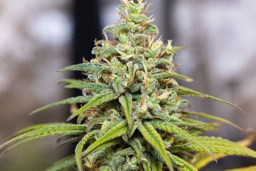 Peach Crescendo F-1 strain