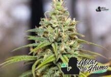 Peach Crescendo F-1 strain