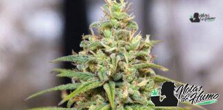 Peach Crescendo F-1 strain