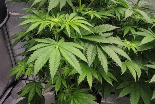 Peach Crescendo F-1 strain