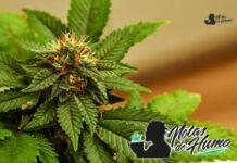 Garlic Breath strain