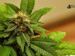 Garlic Breath strain