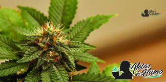 Garlic Breath strain