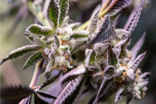 Triple Burger strain