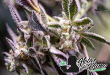 Triple Burger strain marihuana: Opiniones y Efectos Triple Burger strain
