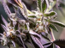 Triple Burger strain