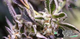 Triple Burger strain marihuana: Opiniones y Efectos Triple Burger strain