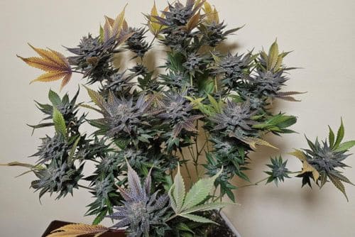 Triple Burger strain