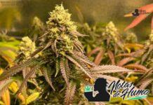 True OG strain marihuana: Opiniones y Efectos True OG strain