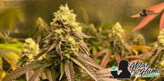 True OG strain marihuana: Opiniones y Efectos True OG strain