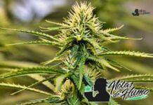 Truffle Butter strain marihuana: Opiniones y Efectos Truffle Butter strain