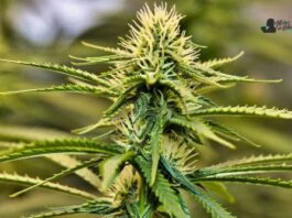 Truffle Butter strain marihuana: Opiniones y Efectos Truffle Butter strain