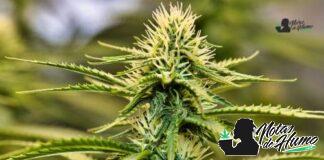 Truffle Butter strain marihuana: Opiniones y Efectos Truffle Butter strain