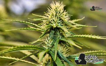 Truffle Butter strain