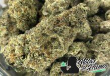 Jungle Pie: Opiniones y Efectos