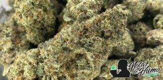 Jungle Pie: Opiniones y Efectos