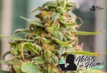 L’Orange: Opiniones y Efectos l'orange strain