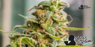 L’Orange: Opiniones y Efectos l'orange strain