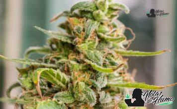 L’Orange: Opiniones y Efectos l'orange strain