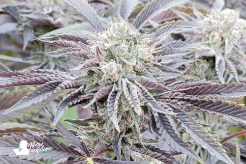 Blue Nerds Seed