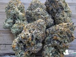 Blue Nerds Weed