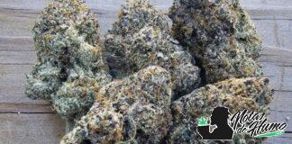 Blue Nerds: Opiniones y efectos Blue Nerds Weed
