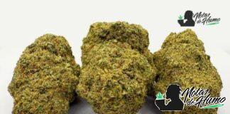 Starburst: Opiniones y Efectos