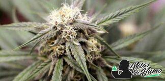 Venom OG: Opiniones y efectos Venom OG strain