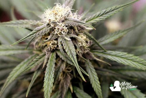 Venom OG strain