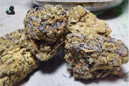 Venom OG weed