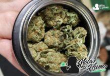 Bio Jesus: Opiniones y Efectos