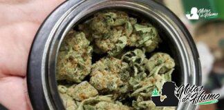 Bio Jesus: Opiniones y Efectos