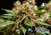 Cherry AK-47: Opiniones y Efectos Cherry AK 47 strain