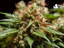 Cherry AK-47: Opiniones y Efectos Cherry AK 47 strain