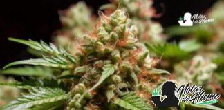 Cherry AK-47: Opiniones y Efectos Cherry AK 47 strain
