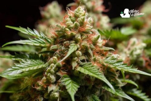 Cherry AK 47 strain