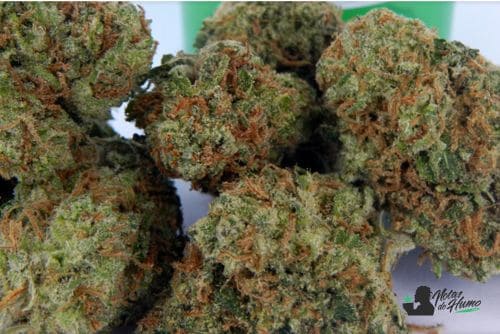 Cherry AK 47 weed